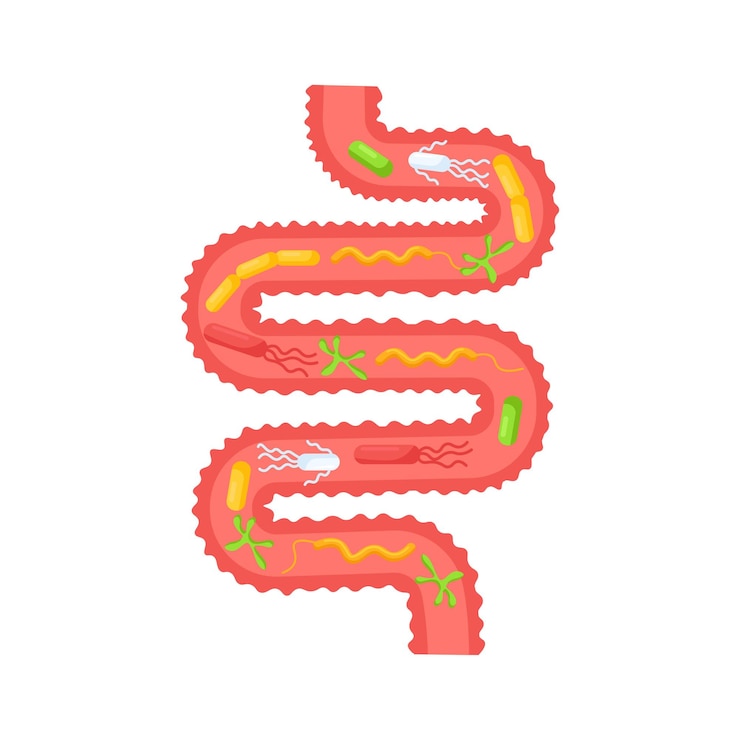 Vettore organo interno umano. apparato digerente gastrointestinale con microrganismi, batteri, lattobacilli. intestino tenue, anatomia dell'intestino. colon, intestino. anatomia, concetto di medicina