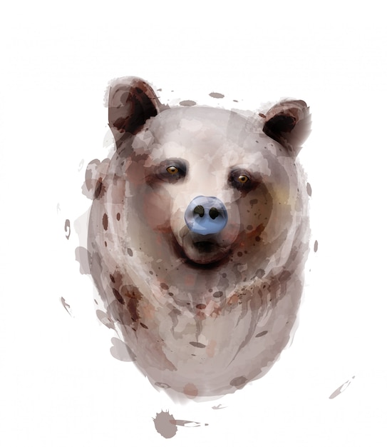 Orso acquerello