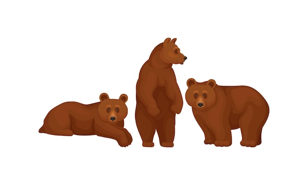 Orso bruno selvatico come set vettoriale abitante della foresta