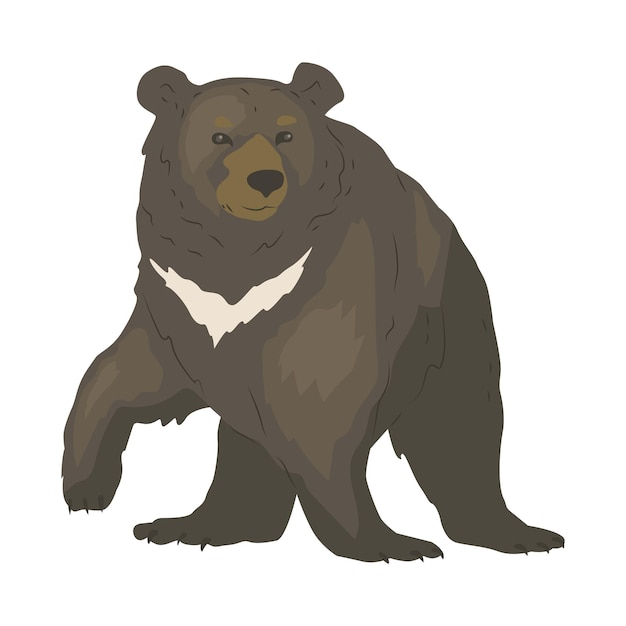 Orso dell'Himalaya con caratteristica striscia bianca Il più grande predatore della foresta Animale selvatico nel parco naturale Illustrazione vettoriale in stile piatto