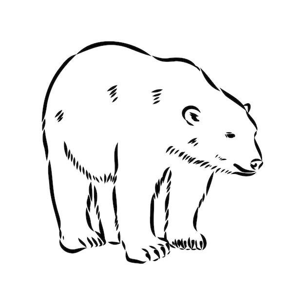 Orso polare illustrazione disegno incisione inchiostro linea arte vettoriale
