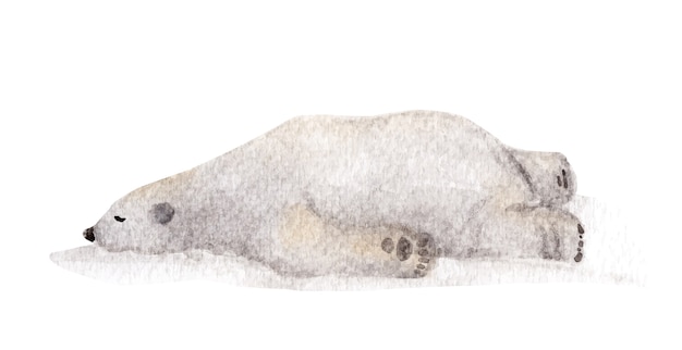 Orso polare pigro che dorme, illustrazione dell'acquerello.