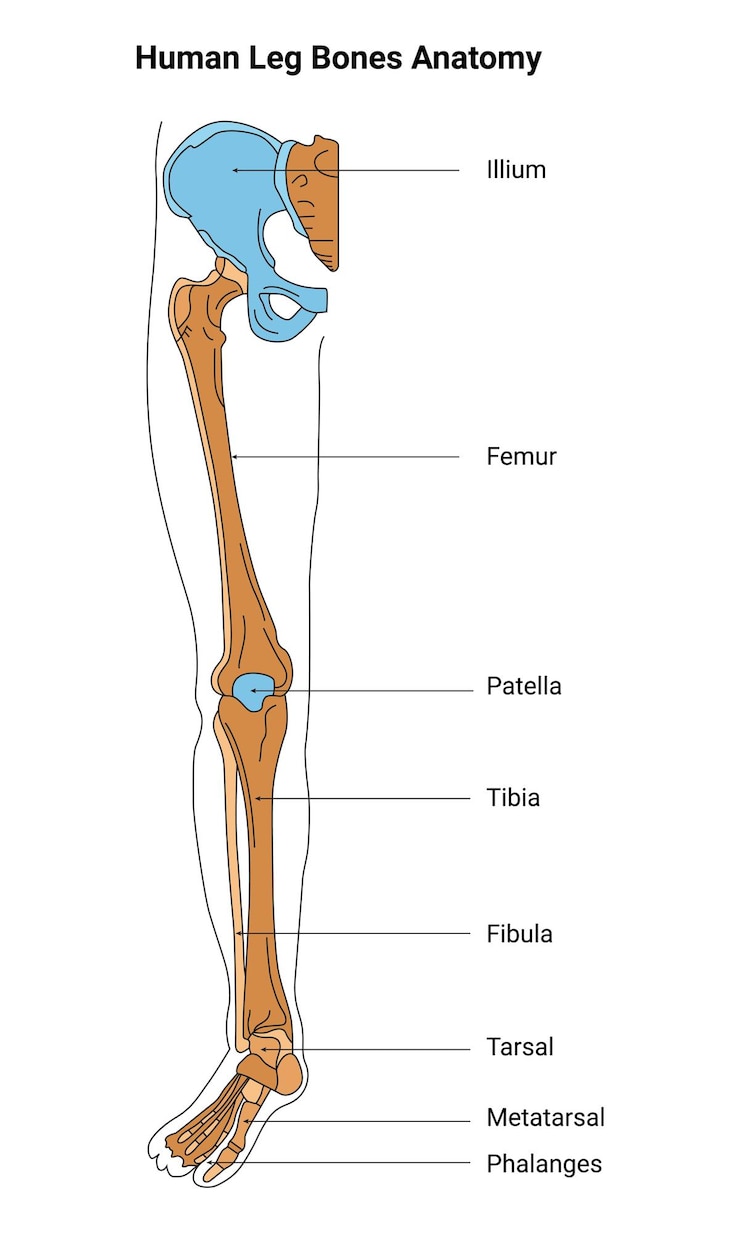 Vettore ossa delle gambe umane anatomia illium femur patella tibia fibula tarsal metatarsal falange