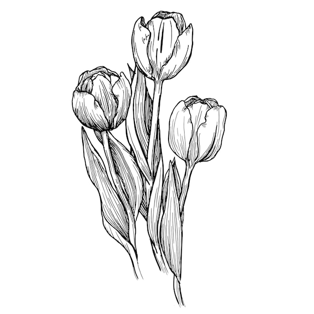 Outline tulip line art fiori disegnati a mano Illustrazione floreale dei tulipani