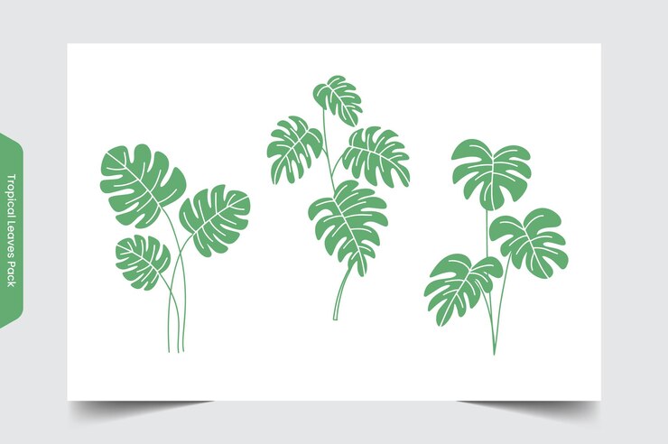 Pacchetto di foglie di Monstera tropicale