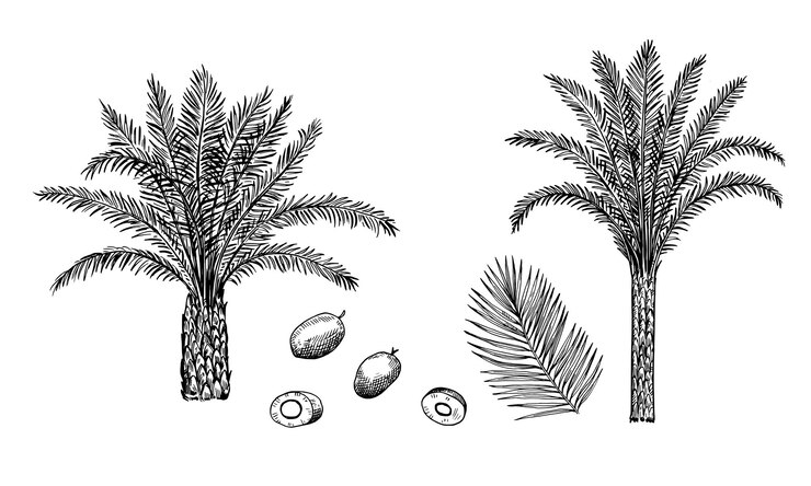 Palme da olio Elaeis guineensis foglie e noci isolate su sfondo bianco