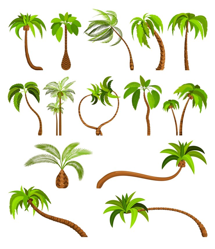 Vettore palme isolate su sfondo bianco bella illustrazione vettoriale del set di alberi di palma vectro