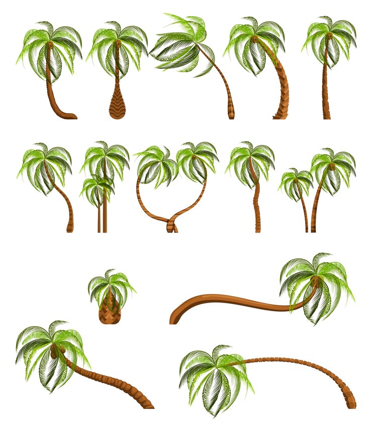 Vettore palme isolate su sfondo bianco bella illustrazione vettoriale del set di alberi di palma vectro