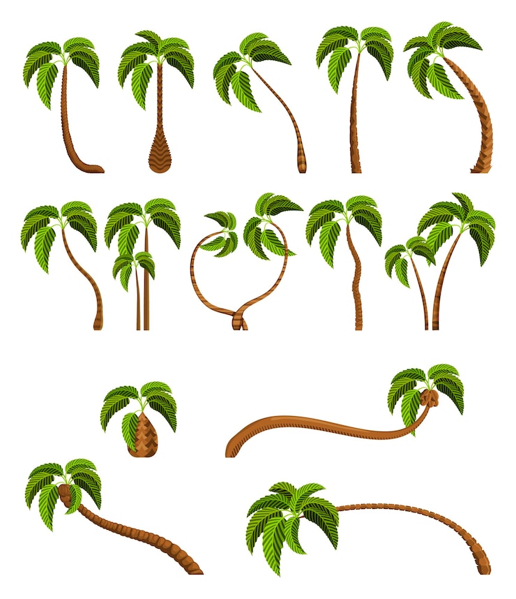 Vettore palme isolate su sfondo bianco bella illustrazione vettoriale del set di alberi di palma vectro