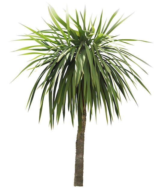 Palme tropicali