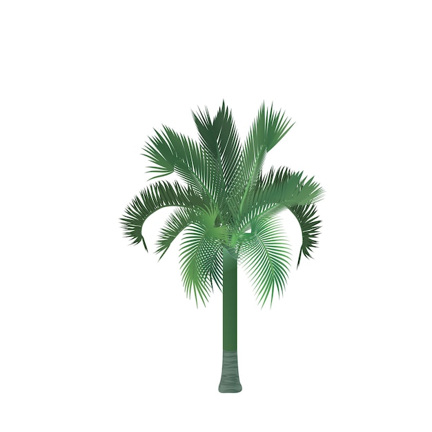 Palme verdi tropicali della giungla giardino esotico estivo o spiaggia