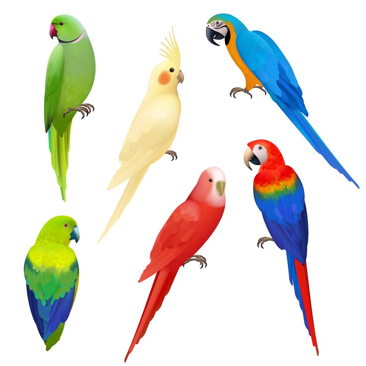 Vettore pappagalli realistici. volo della fauna selvatica uccelli colorati esotici belle illustrazioni di pappagalli vita tropicale dell'amazzonia. illustrazione pappagallo uccello realistico, animale tropicale della fauna selvatica