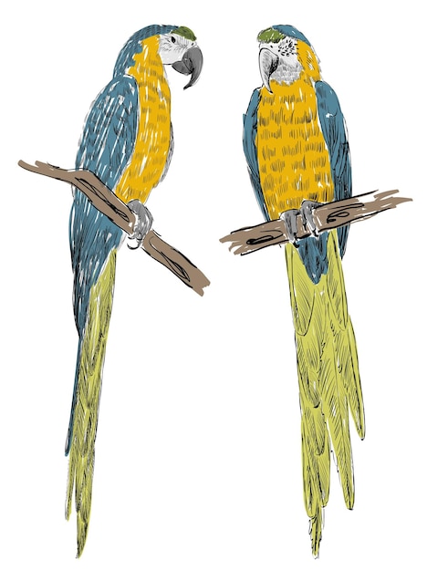 Pappagalli