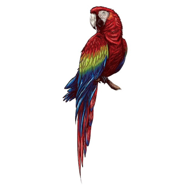 Pappagallo ara uccello tropicale carino disegnato a mano su sfondo bianco