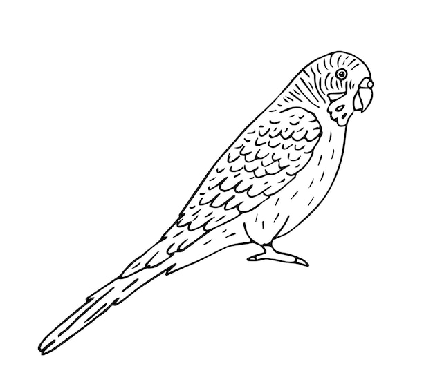 Pappagallo di budgie di contorno disegnato a mano di vettore
