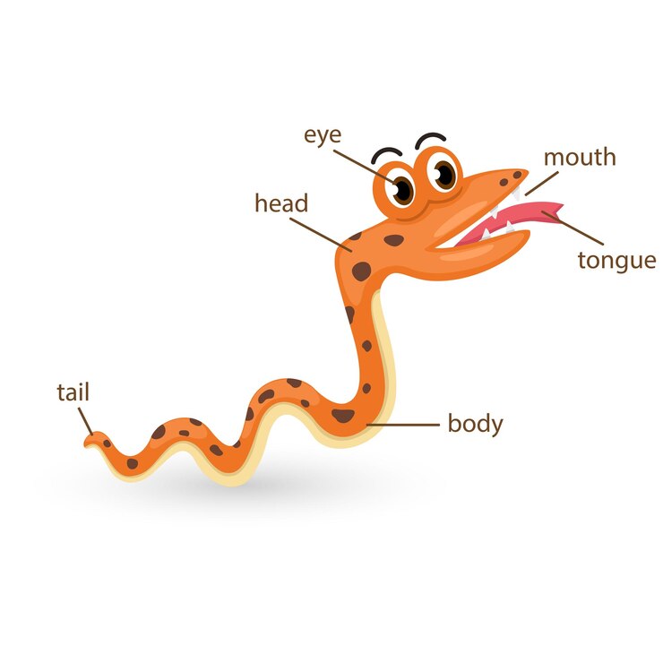 Vettore parte del vocabolario del serpente del vettore del corpo