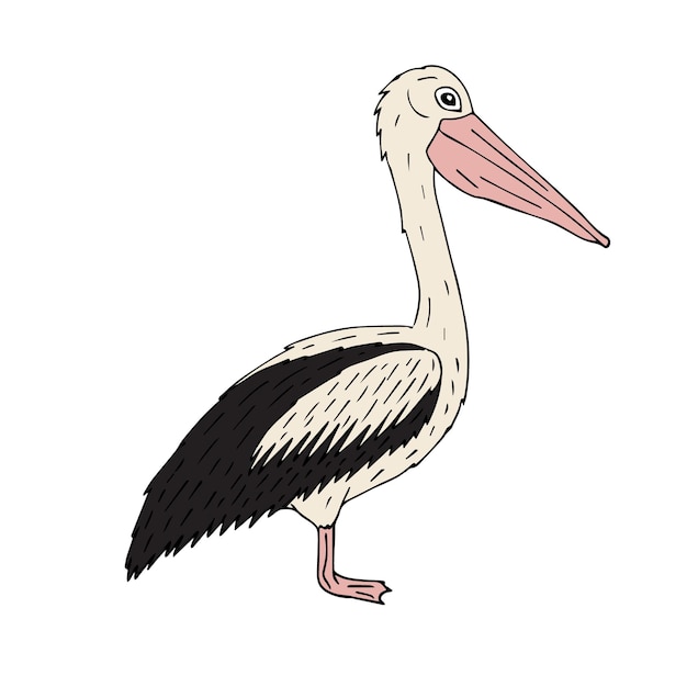 Pellicano disegnato a mano isolato su priorità bassa bianca