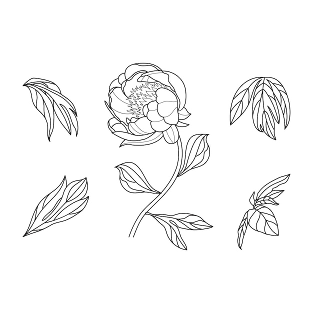 Peonia fiore bianco nero linea logo schizzo tatuaggio matrimonio foglie foglie