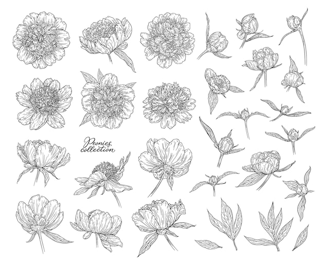 Peonia fiori e boccioli disegnati a mano in linee