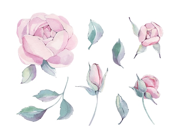 Peonie acquerello Set di elementi floreali Illustrazione botanica fiori e foglie isolati su bianco