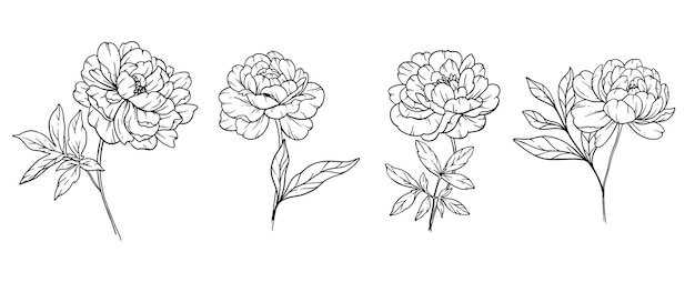 Peony Line Art Fine Line Peony Bouquets Illustrazione disegnata a mano Pagina da colorare con fiori di peonia
