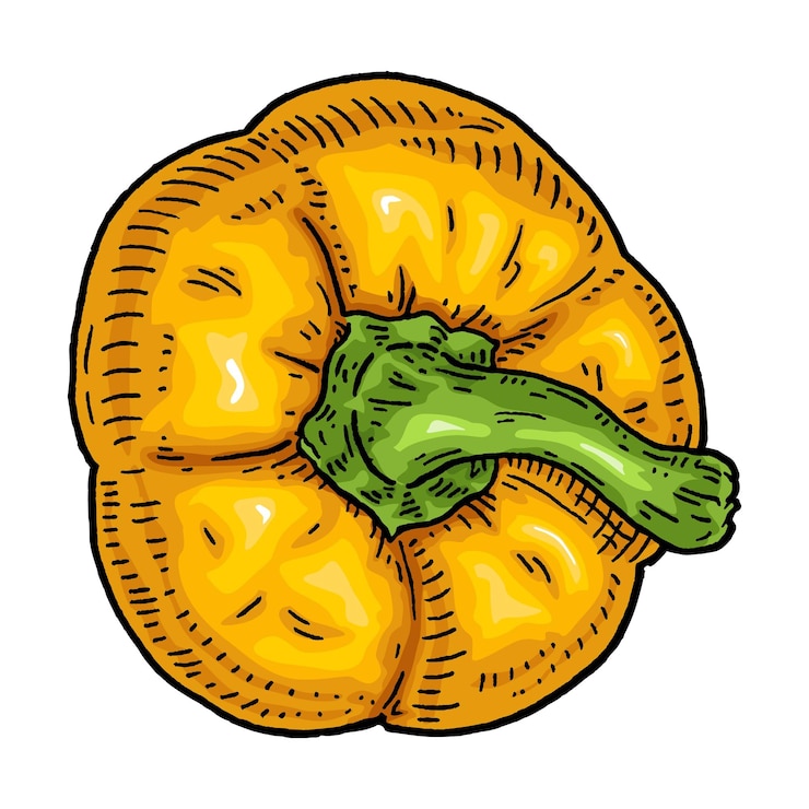 Vettore peperone giallo dolce vista dall'alto illustrazione vettoriale a colori per incisione vintage isolata su sfondo bianco disegno disegnato a mano