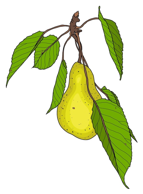 Pera gialla fresca vettoriale con foglie verdi Frutto di pera isolato su sfondo bianco