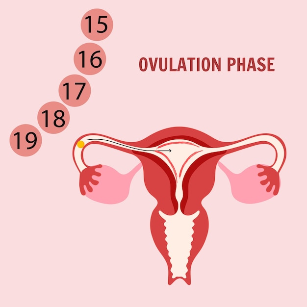 Periodo femminile Una delle fasi del ciclo mestruale Fase di ovulazione Illustrazione vettoriale