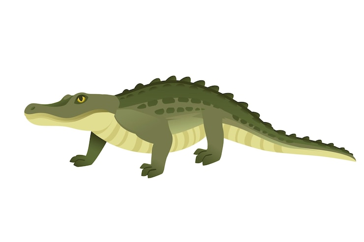 Vettore personaggio coccodrillo verde grande carnivoro rettile cartone animato animale design piatto illustrazione vettoriale isolato su sfondo bianco