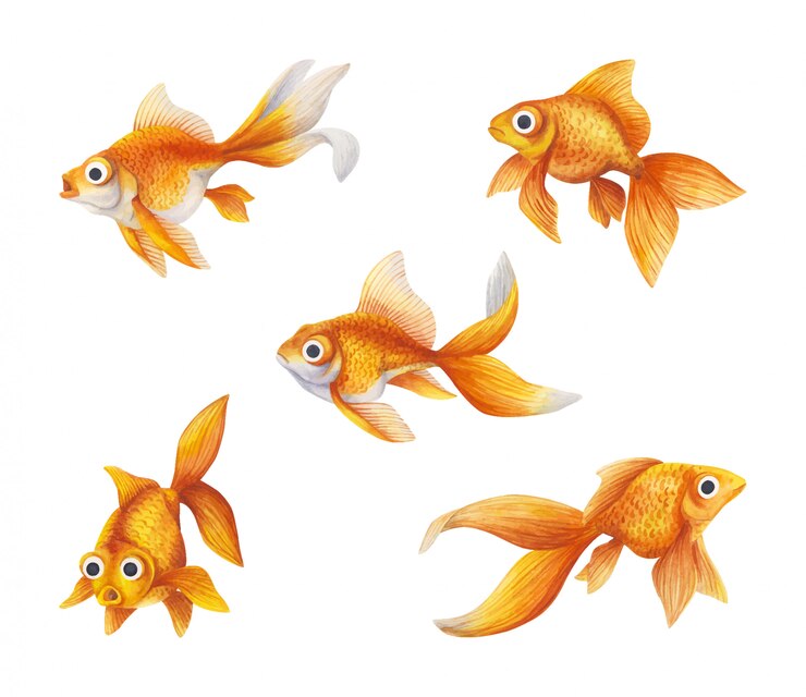 Pesce rosso esotico, un insieme di illustrazioni realistiche.