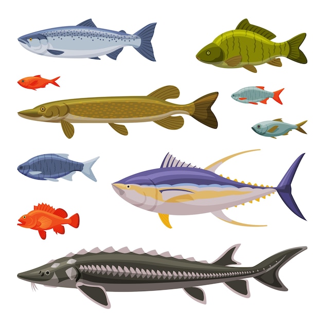 Pesci d'acqua salata e d'acqua dolce Set di specie di pesci acquatici freschi Illustrazione vettoriale di cartoni animati