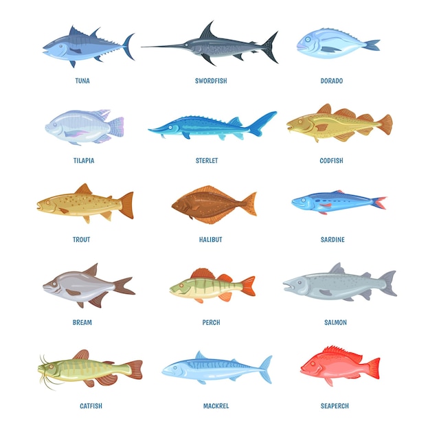 Pesci d'acqua salata e di fiume Cartoon mare oceano pesce sardine sgombro acciughe tonno ippoglosso tilapia aringhe salmone orata spratto icone pesca marina frutti di mare informazioni vettore pulito