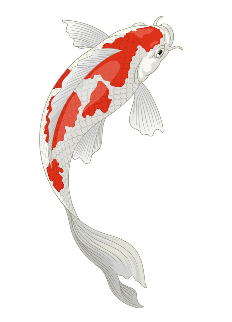 Pesci koi giappone con motivo kohaku rosso e bianco