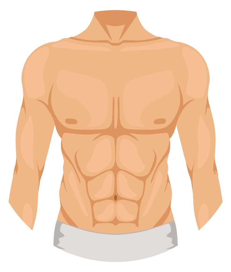 Vettore petto maschile icona del colore della parte superiore del corpo dell'uomo isolata su sfondo bianco