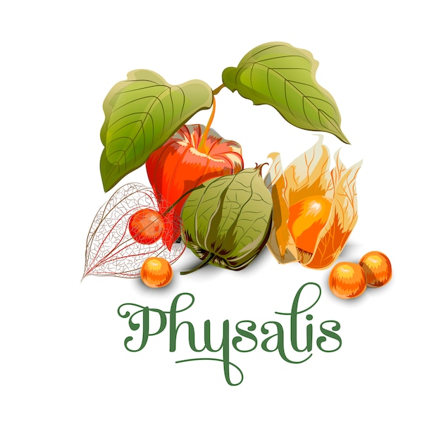 Physalis