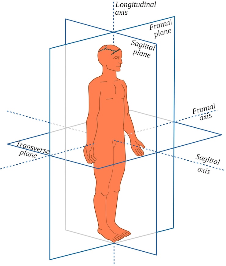 Vettore piani e assi anatomici in un essere umano