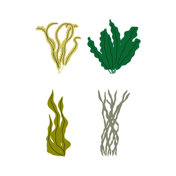 Vettore pianta corallina sottomarina illustrazione vettoriale in stile scandinavo alge marine