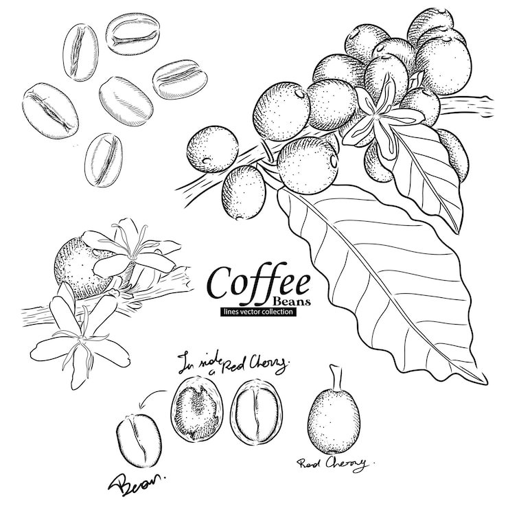 Vettore pianta del caffè con l'insieme del vettore del disegno dei fagioli
