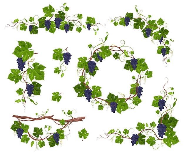 Pianta di arrampicata di vite con uva viola impostata illustrazione vettoriale piatta isolata su sfondo bianco Frame decorativo di pianta di cresta di vite