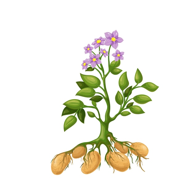 Pianta di patate con fiori, radici e tuberi. Illustrazione della raccolta delle patate.