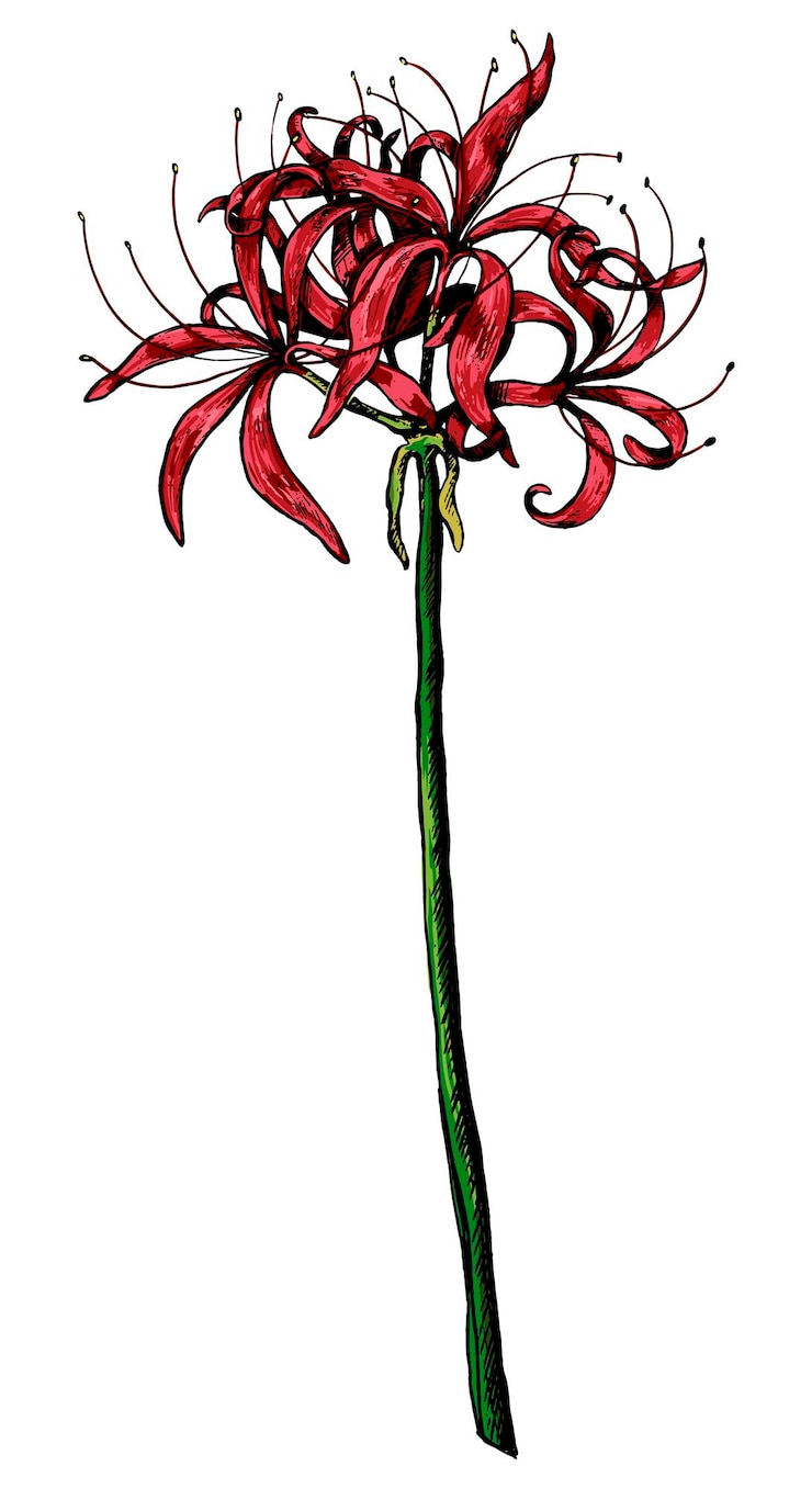 Vettore pianta esotica giglio di ragno fiore tropicale lycoris illustrazione vettoriale disegnata a mano clipart botanico vintage isolato su bianco
