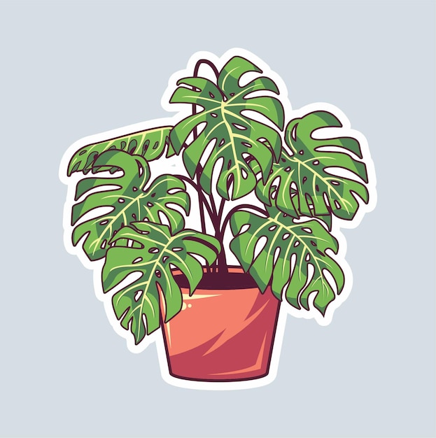 Pianta Monstera