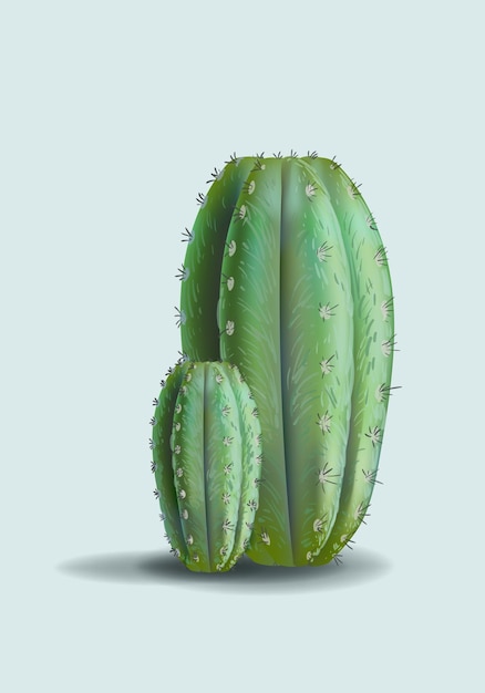 Piante di cactus illustrazione vettoriale di icone floreali Piante del deserto occidentale disegno per stampe di manifesti