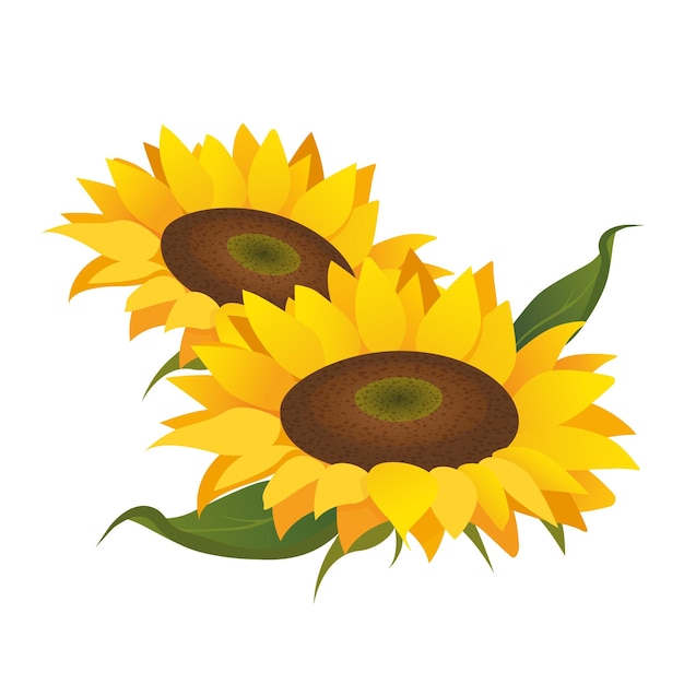 Piante di girasole in fiore con grandi petali gialli e foglie verdi isolate su uno sfondo bianco