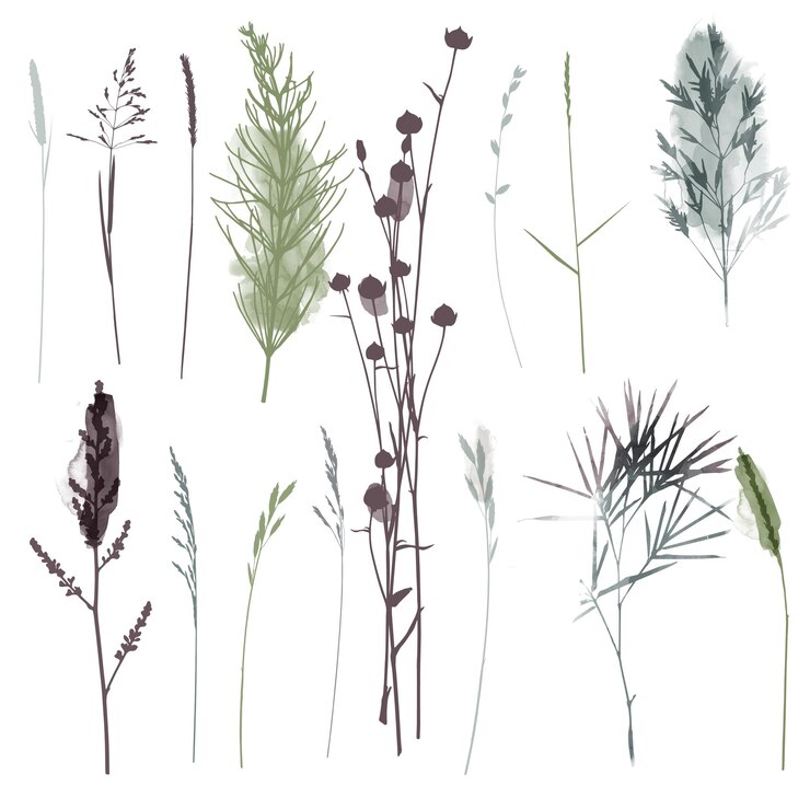 Piante vettoriali ed erbe set illustrazione. Illustrazione dell'acquerello.