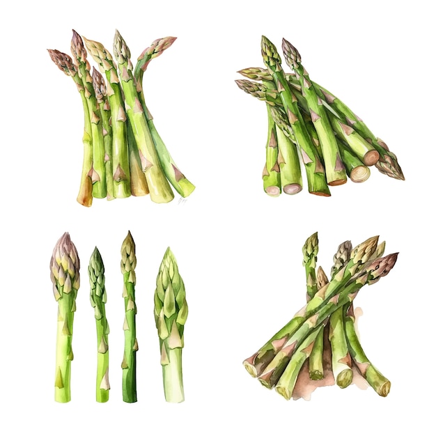 Pittura ad acquerello di asparagi