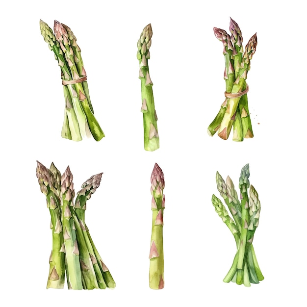 Pittura ad acquerello di asparagi