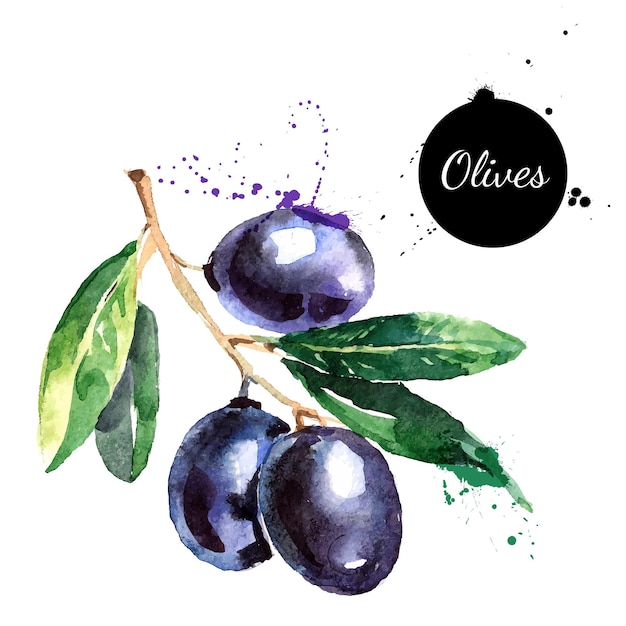 Pittura ad acquerello disegnata a mano su sfondo bianco Illustrazione vettoriale di olive di frutta