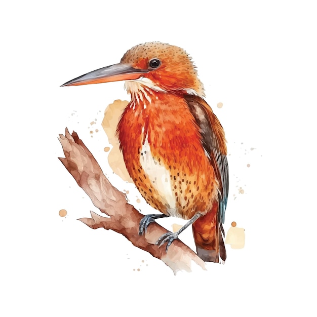 Pittura ad acquerello Ruddy Kingfisher