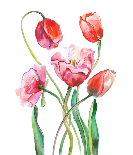 Pittura ad acquerello tulipani